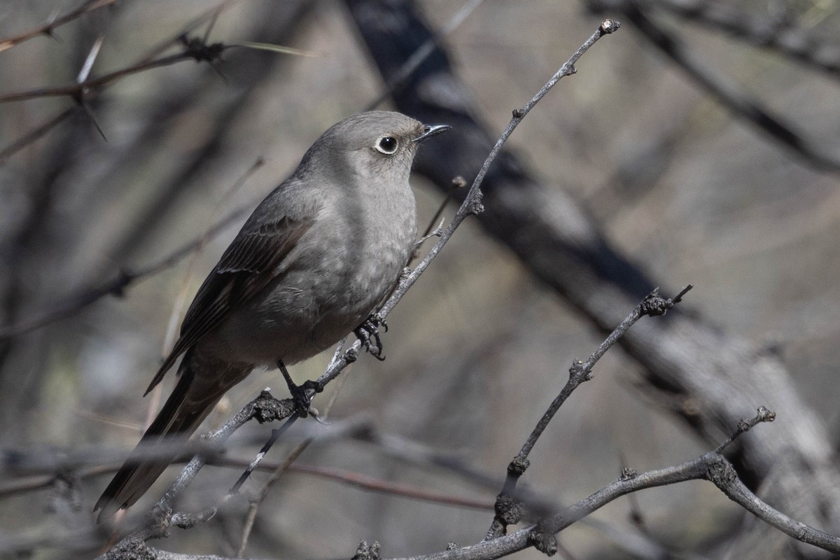 Townsend's Solitaire - ML531941721