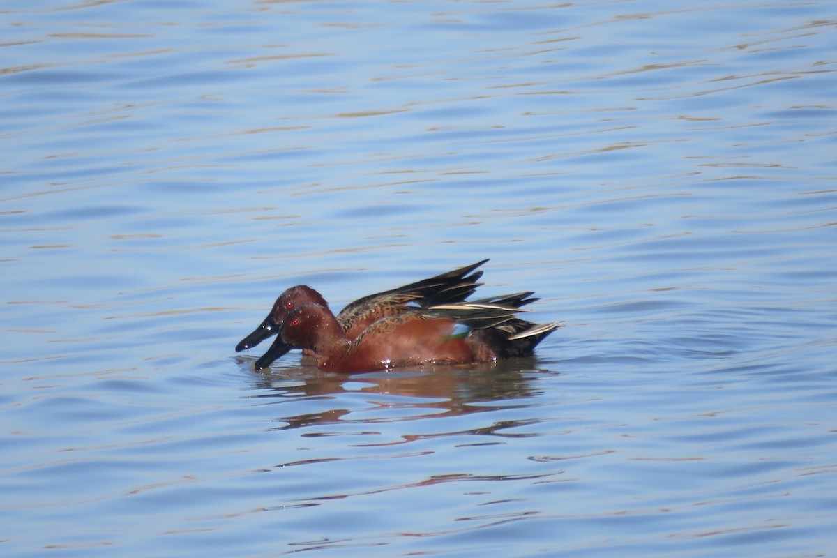 Cinnamon Teal - ML531941771