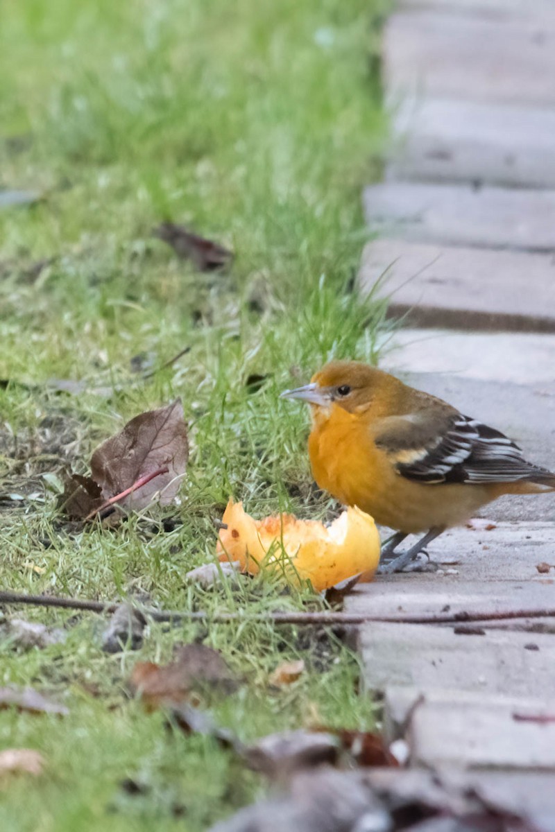 Baltimore Oriole - Joakim Setterlund