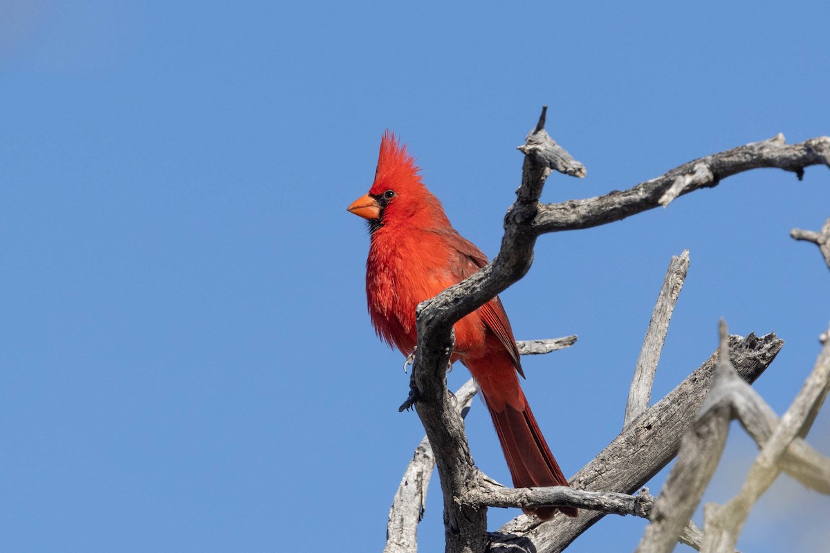 Northern Cardinal - ML531941971