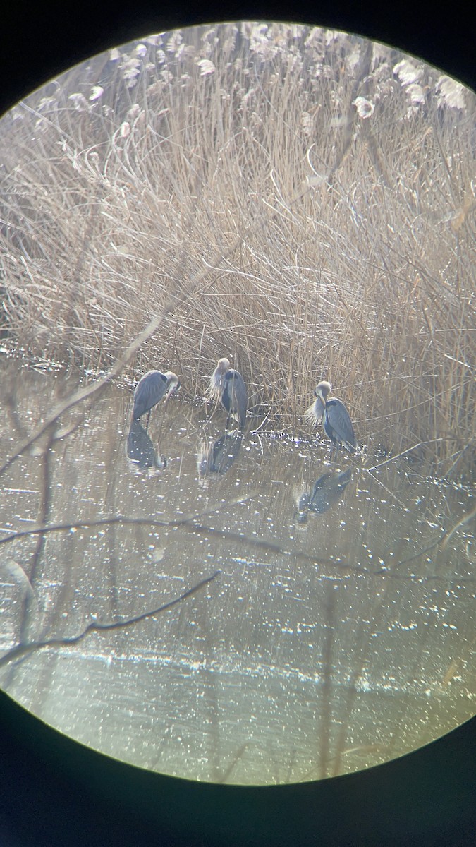 Great Blue Heron - ML531942741