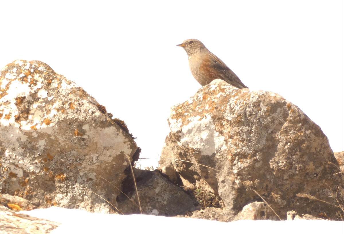 Alpine Accentor - ML531943221