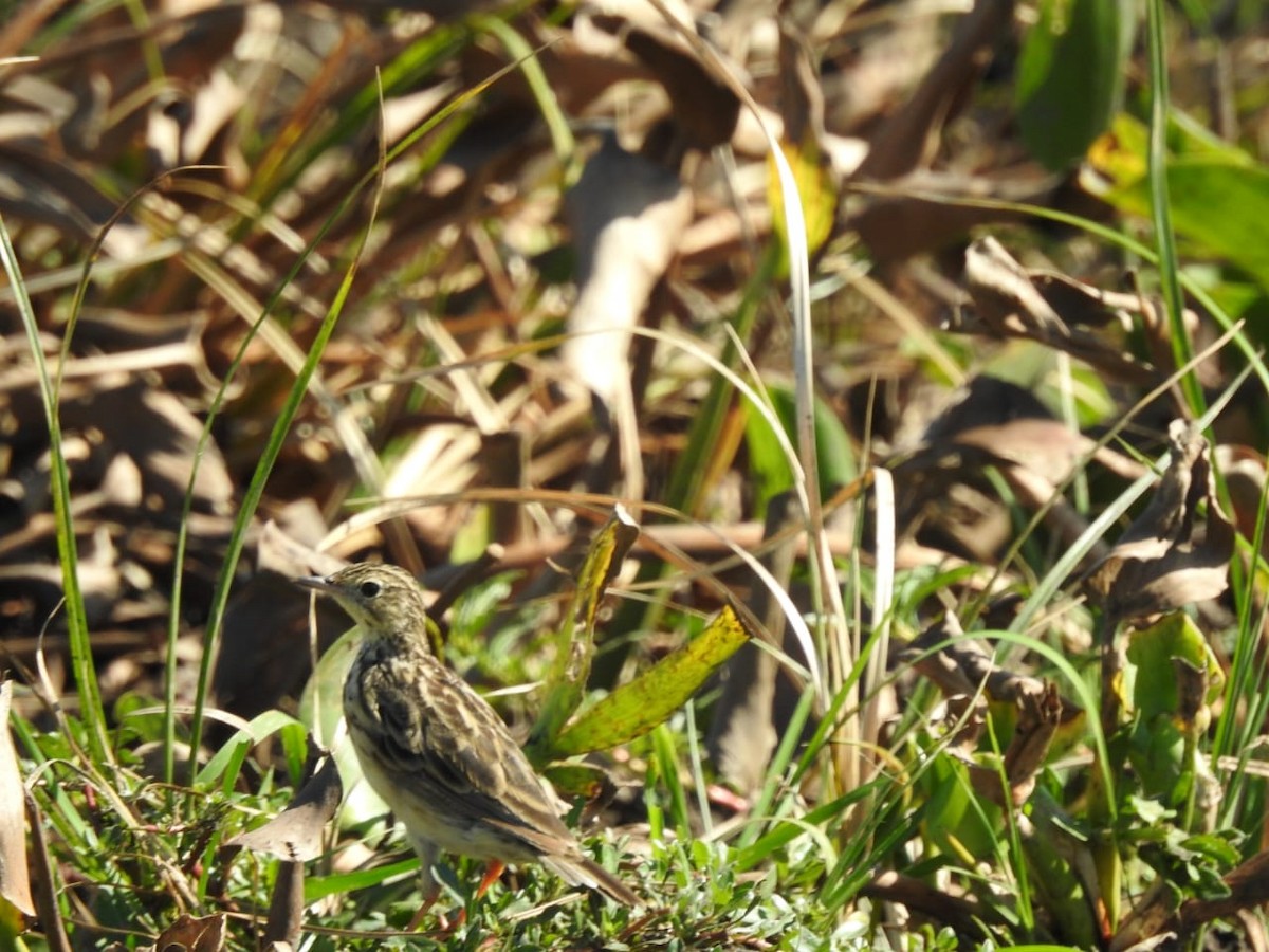 Yellowish Pipit - ML531943451