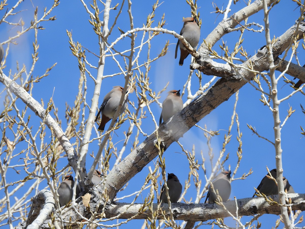 brkoslav severní - ML531943621