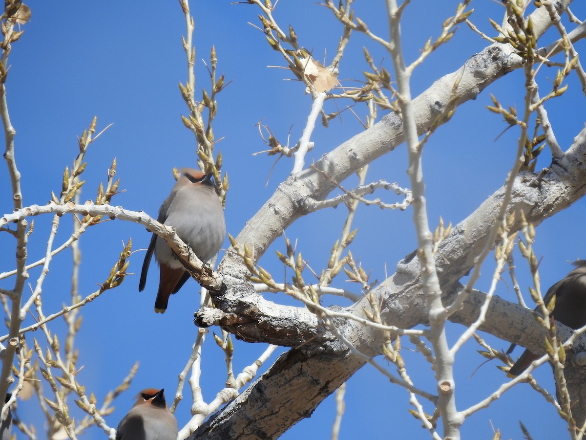 brkoslav severní - ML531943641