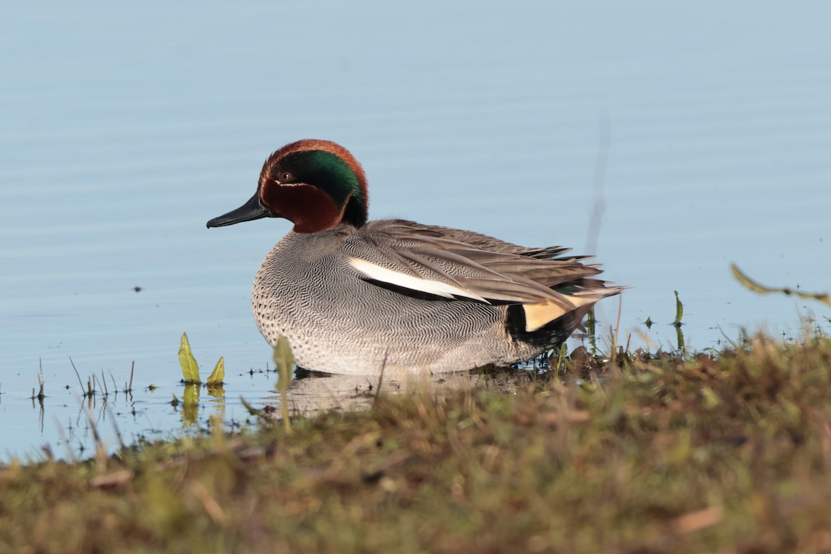 Green-winged Teal - ML531944181