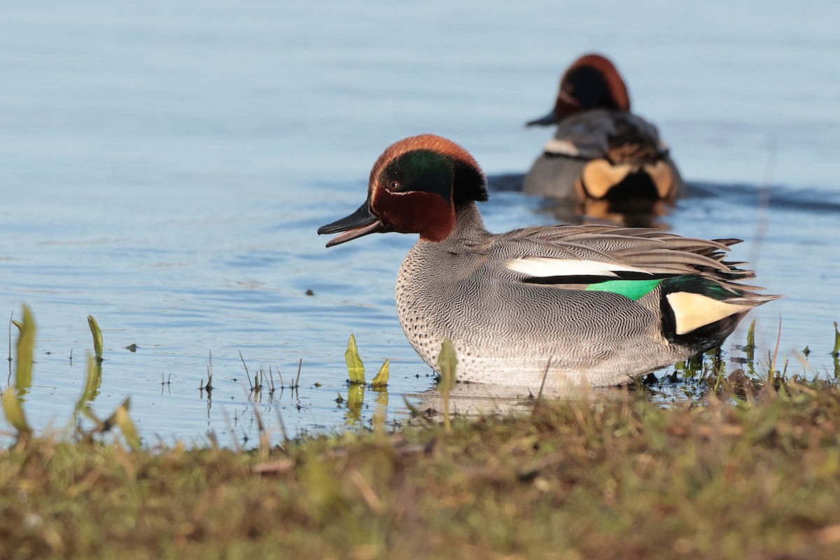 Green-winged Teal - ML531944191