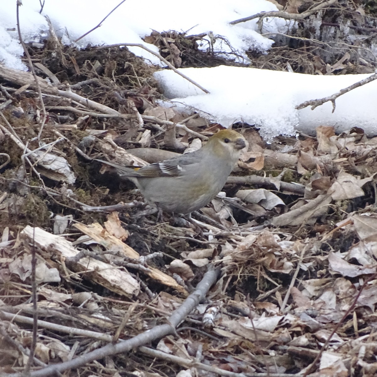 Pine Grosbeak - ML531944771