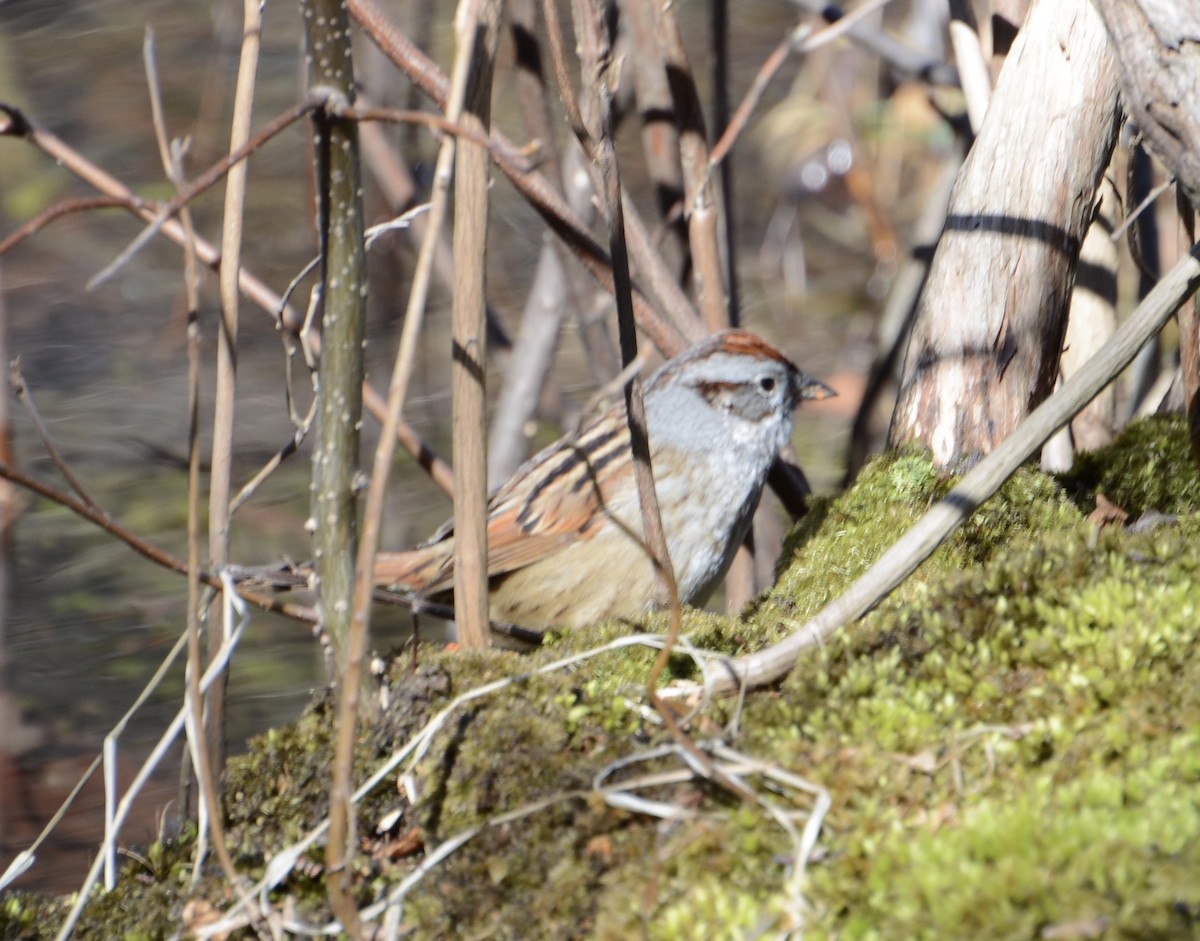 American Tree Sparrow - ML53194541