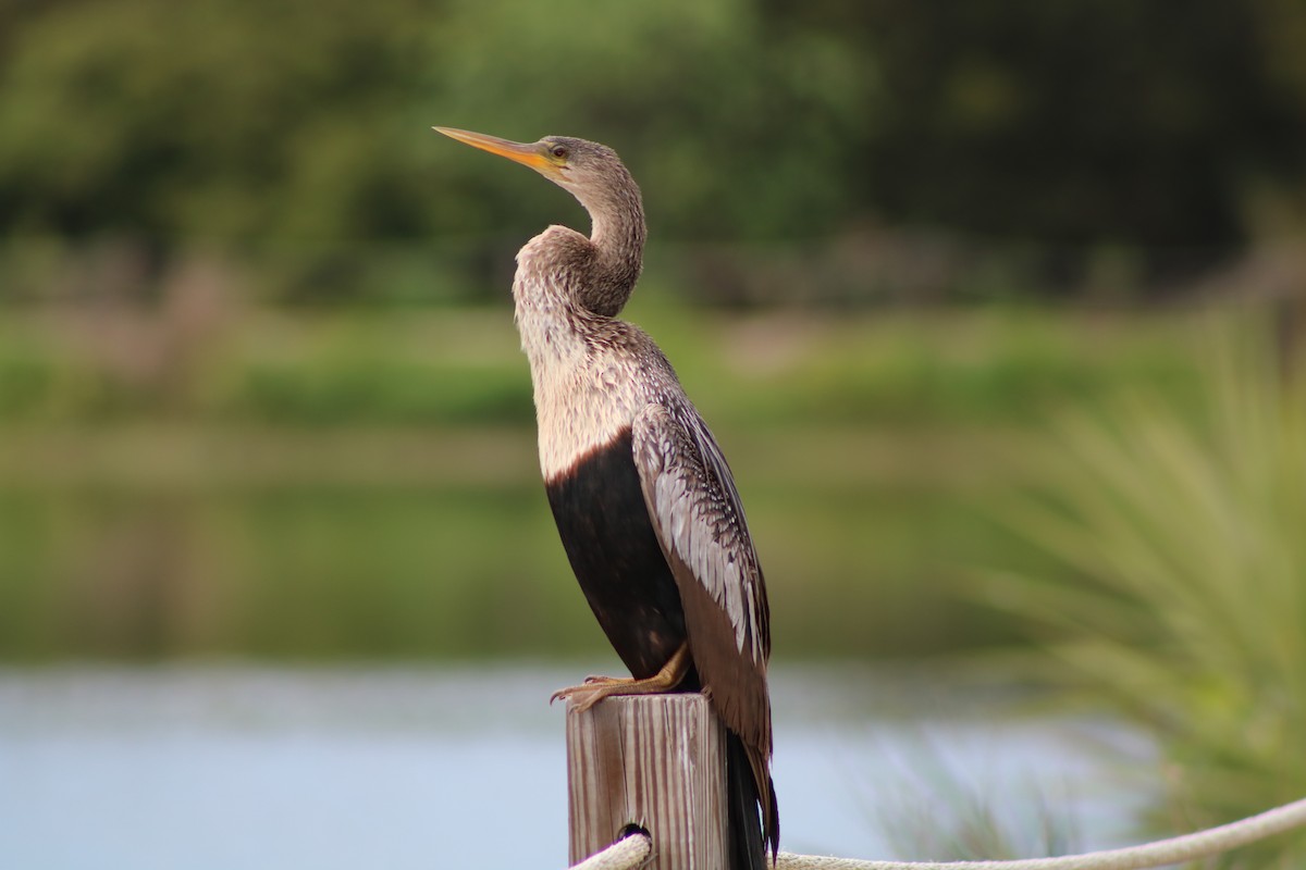 Amerika-Schlangenhalsvogel - ML53194581