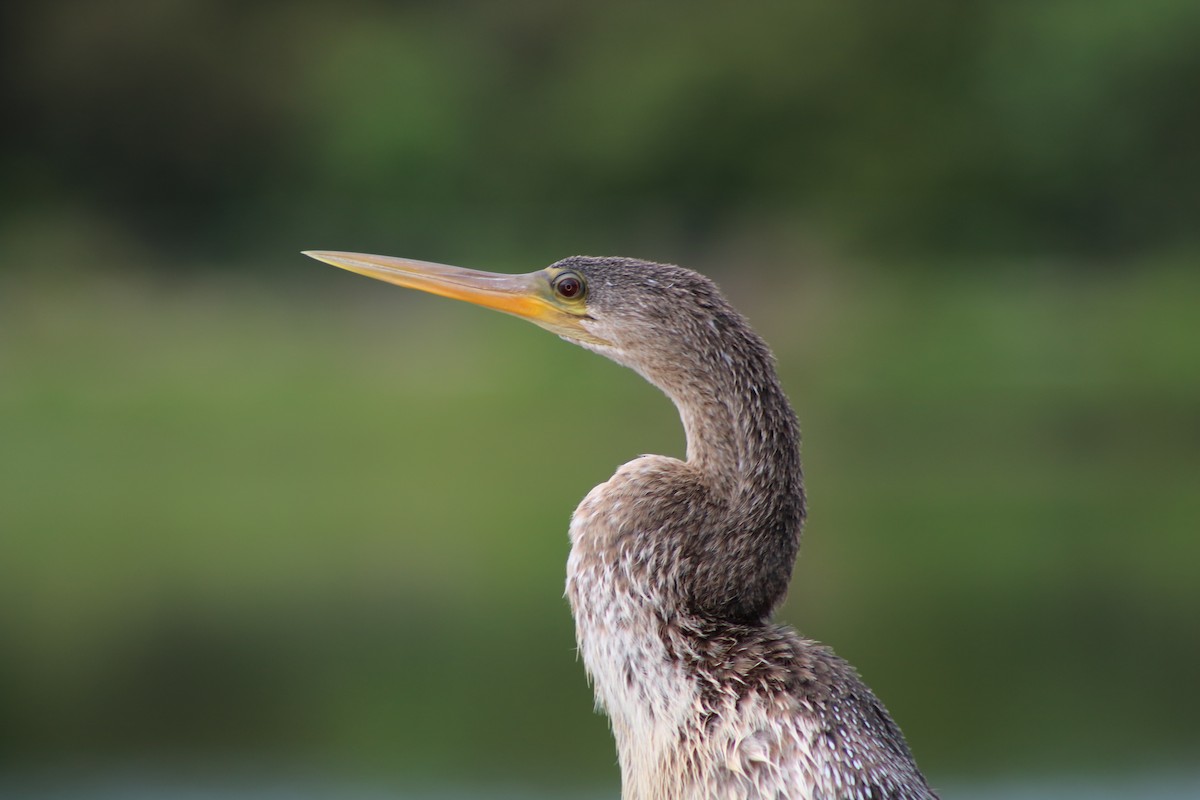 Amerika-Schlangenhalsvogel - ML53194591