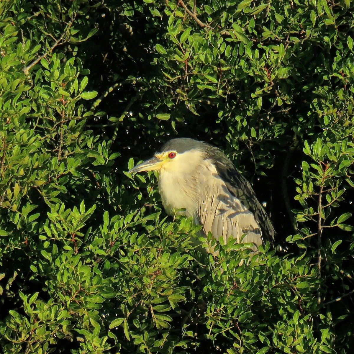 Black-crowned Night Heron - ML531946831