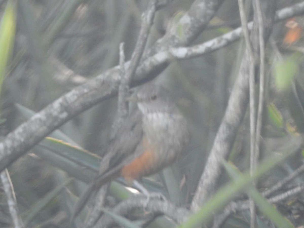 Rufous-bellied Thrush - ML531946921