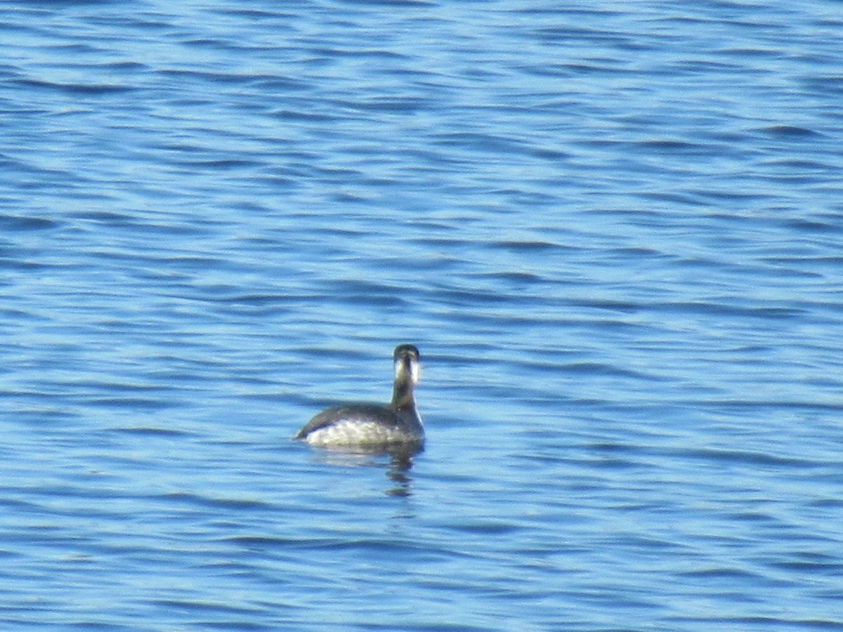 Ohrentaucher - ML531947121