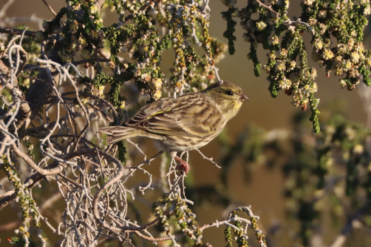 Eurasian Siskin - ML531948691