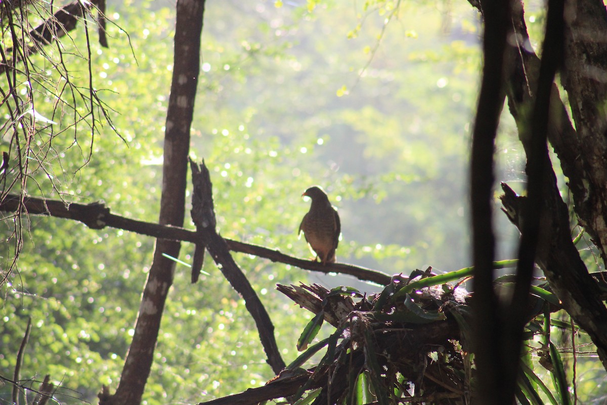 Halcón Peregrino - ML531948961