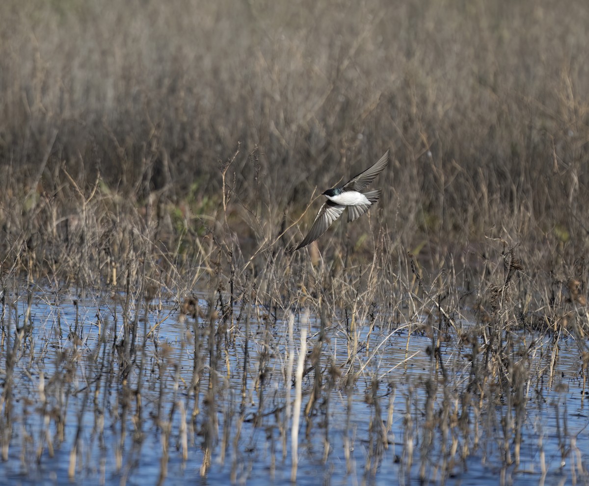 Tree Swallow - ML531948991