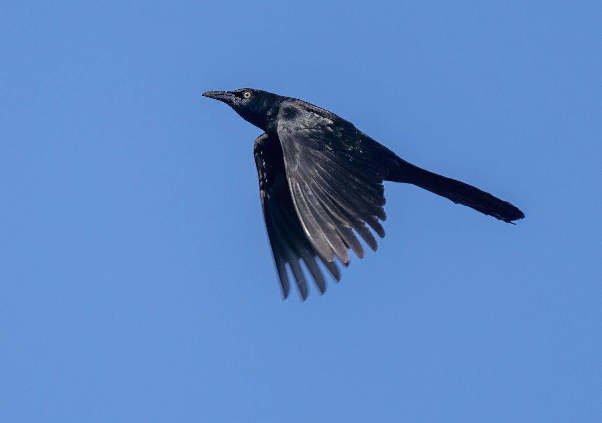 Great-tailed Grackle - ML531949211
