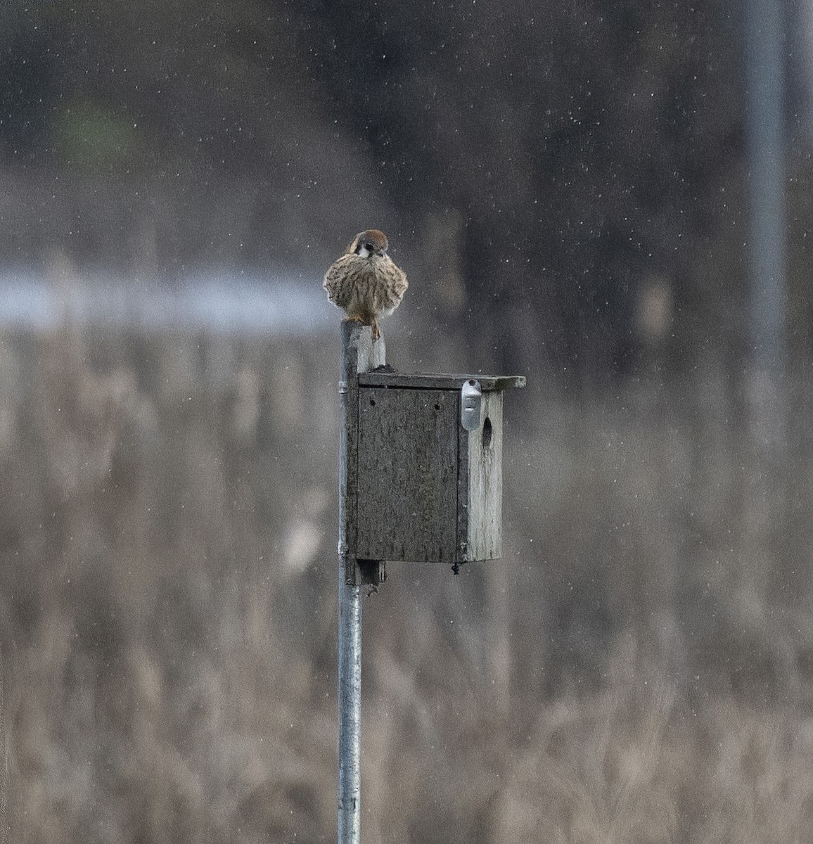 American Kestrel - ML531949331