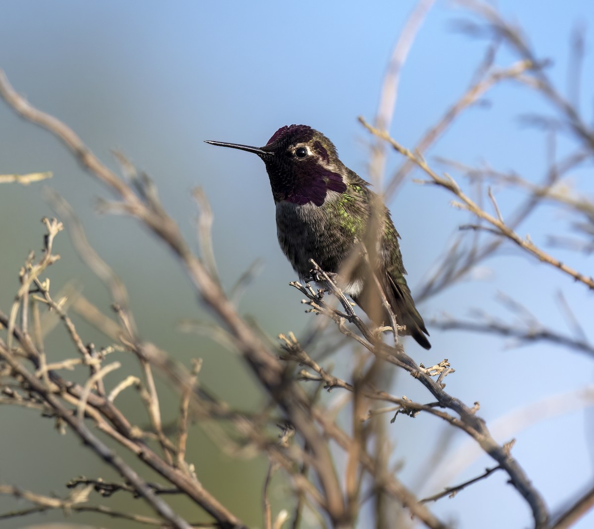 Anna's Hummingbird - ML531949421