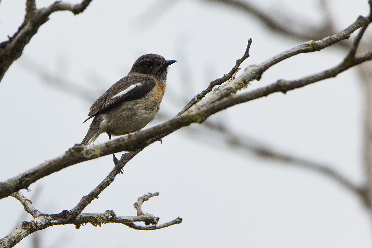 African Stonechat (Madagascar) - Miguel Rouco