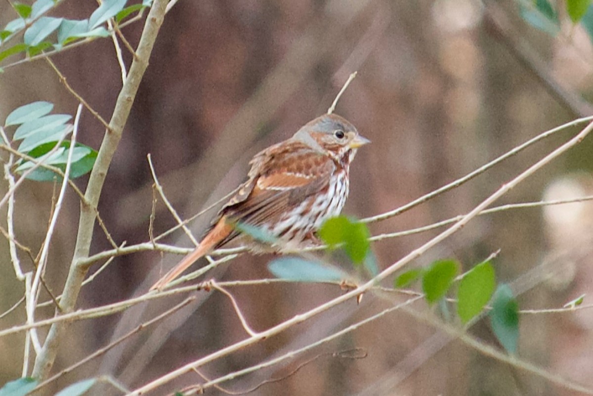 Fox Sparrow (Red) - ML531949891