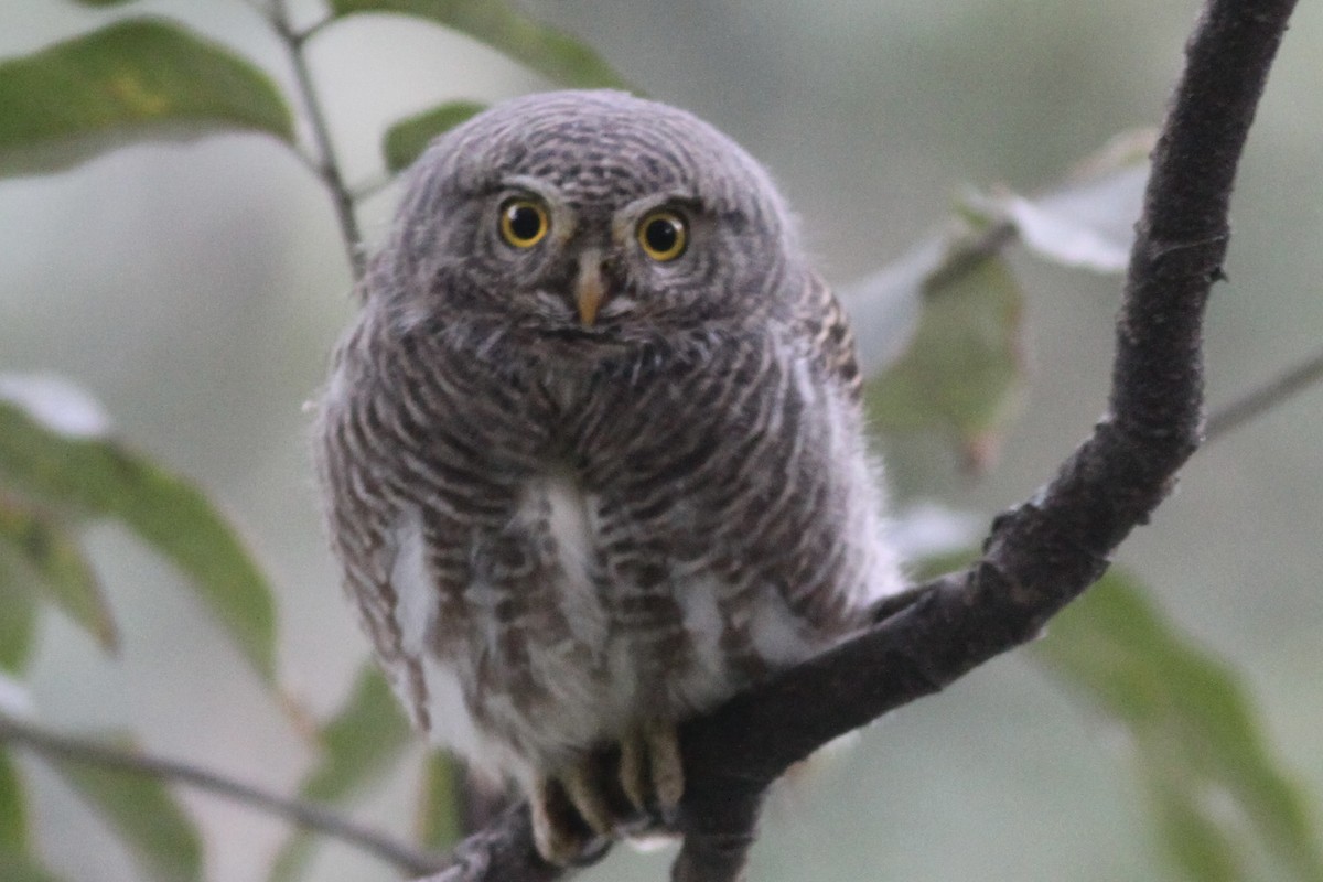 Asian Barred Owlet - ML531951501