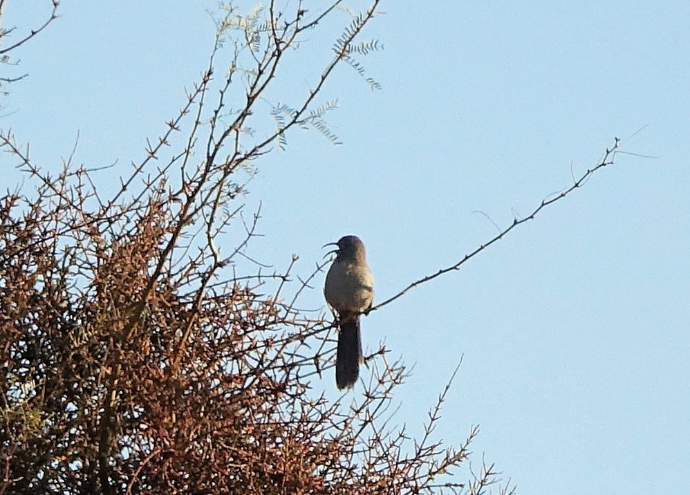 Crissal Thrasher - ML531951621