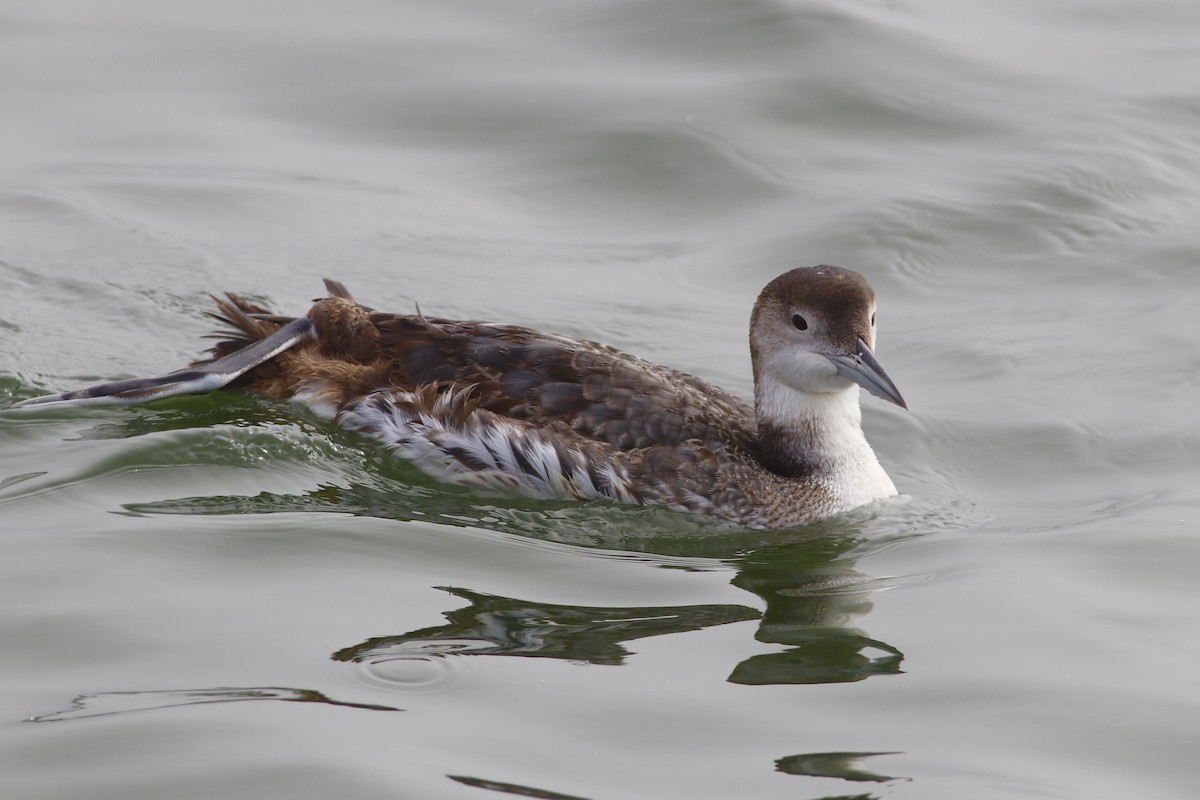 Common Loon - ML531953241