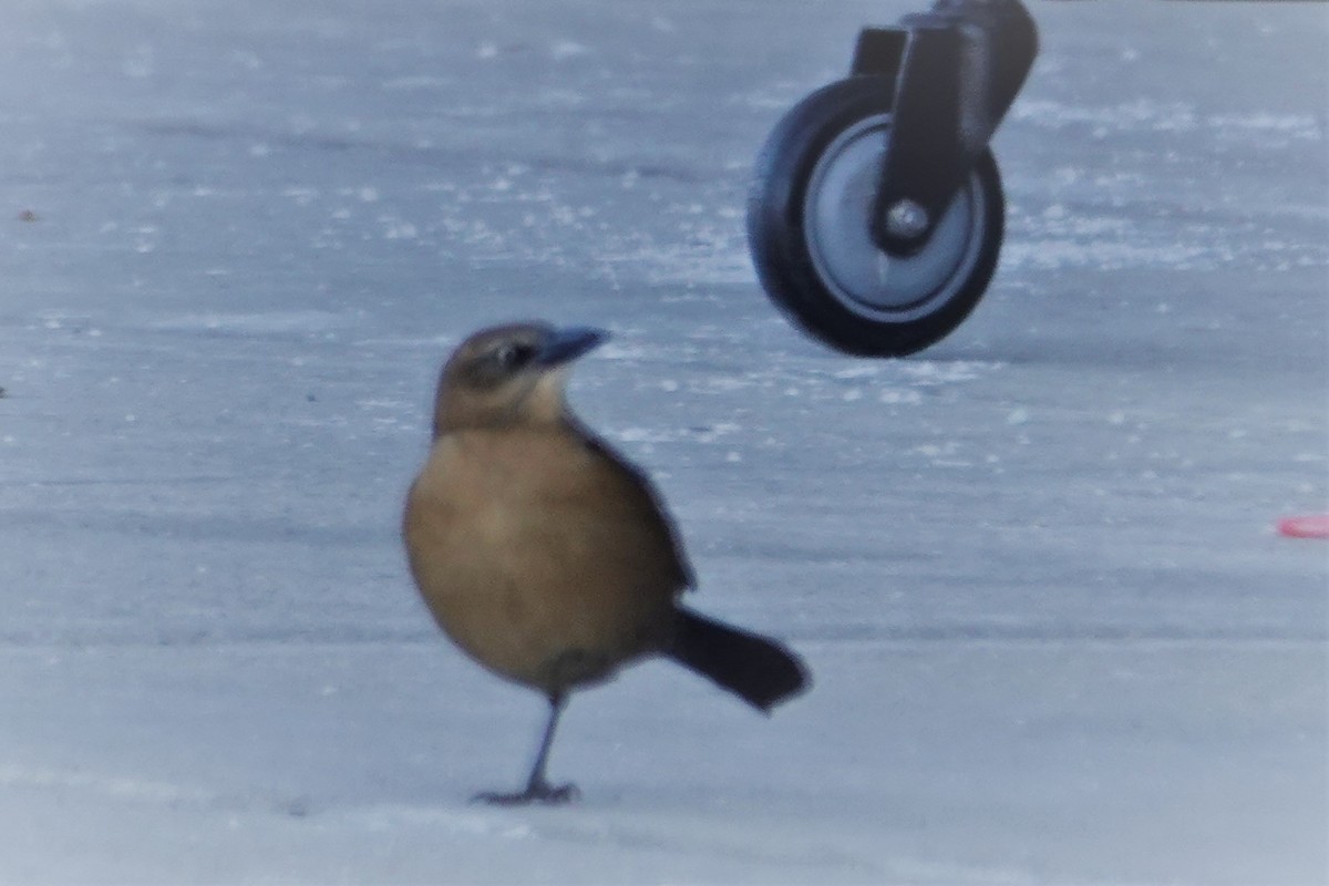 Great-tailed Grackle - Dave Hanscom