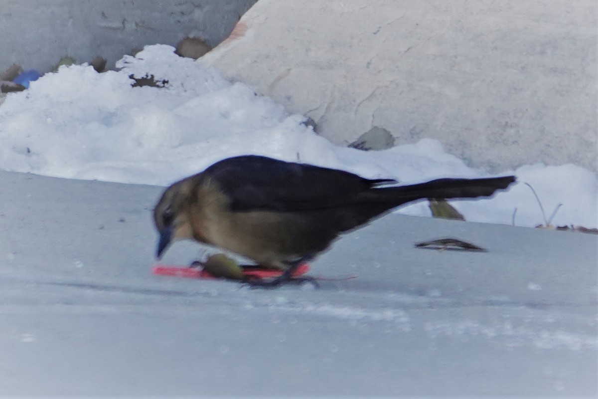 Great-tailed Grackle - ML531953531