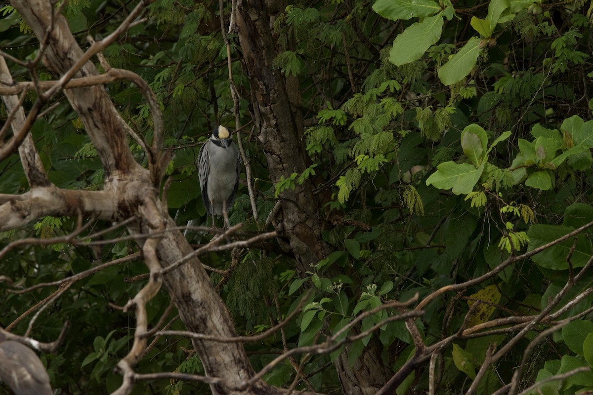 Yellow-crowned Night Heron - ML531954551