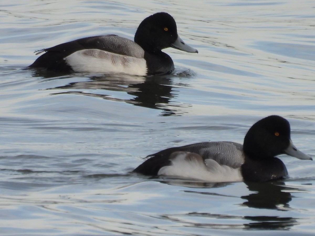 Greater Scaup - ML531954571