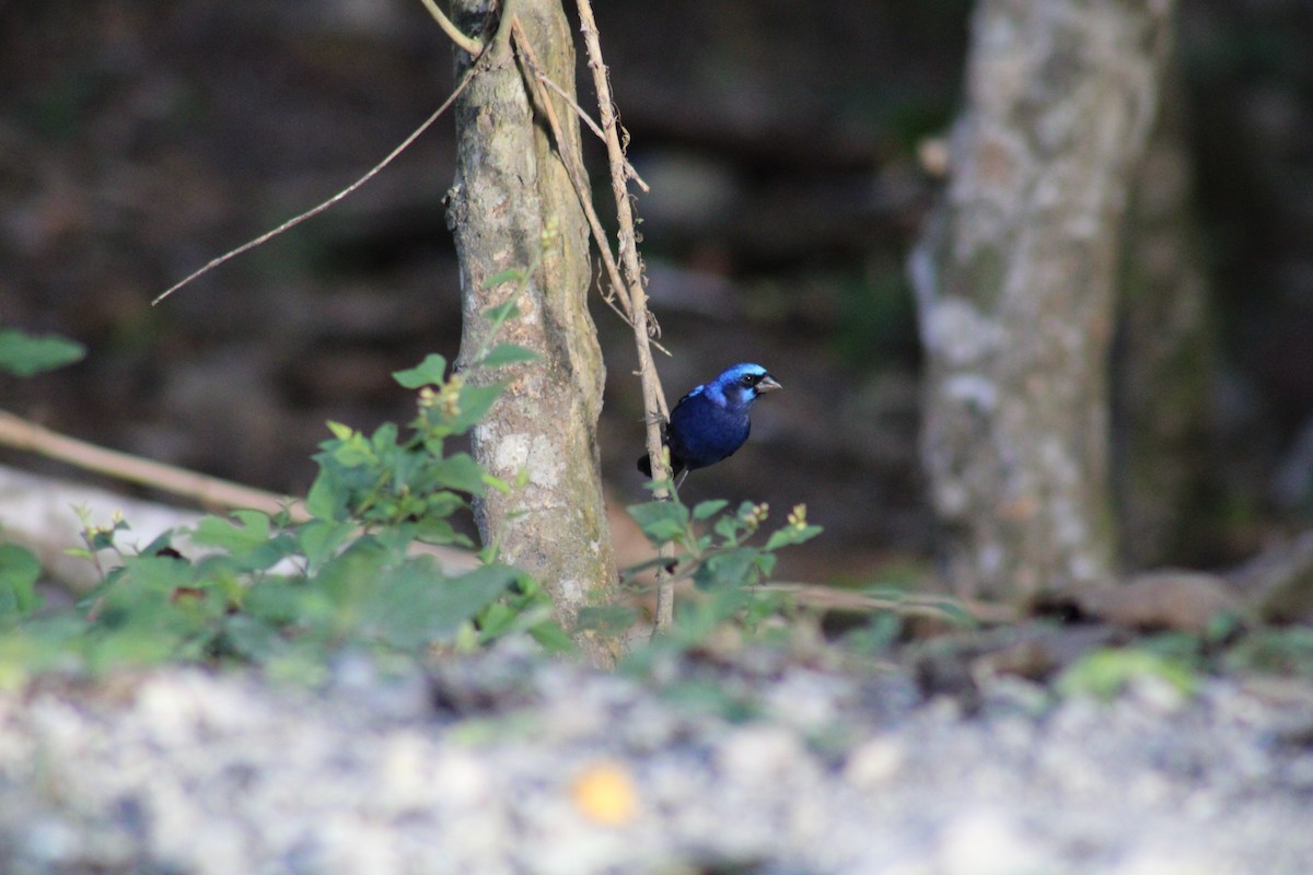 Blue Bunting - ML531955361