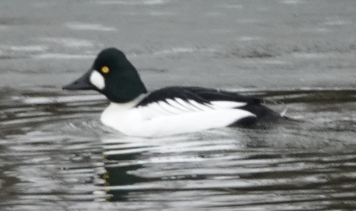 Common Goldeneye - ML531955371