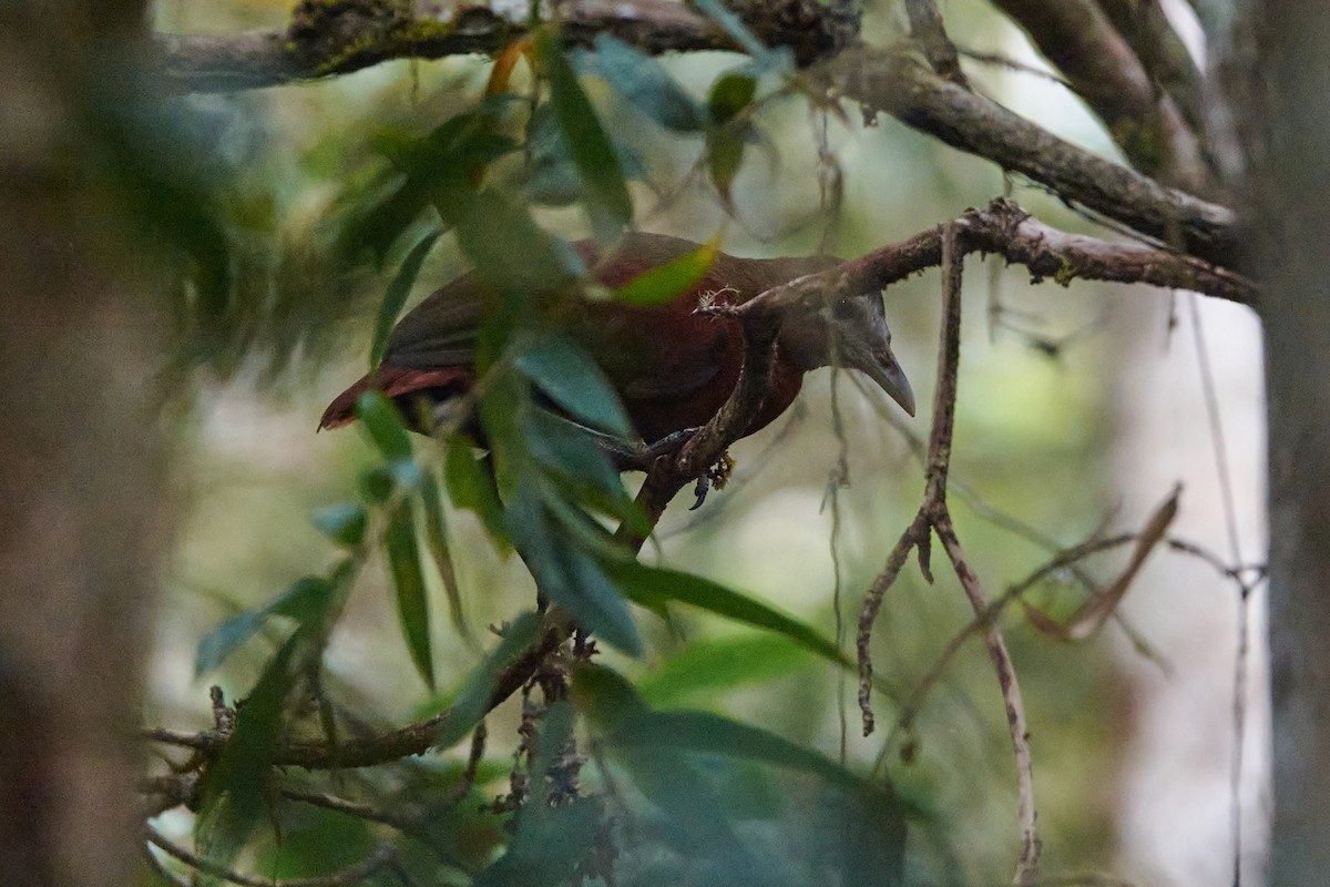 Madagascar Forest Rail - Miguel Rouco