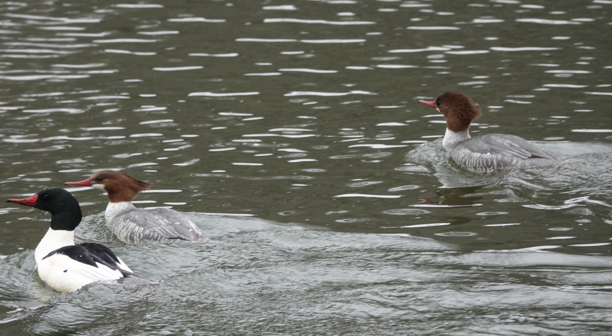 Common Merganser - ML531955421