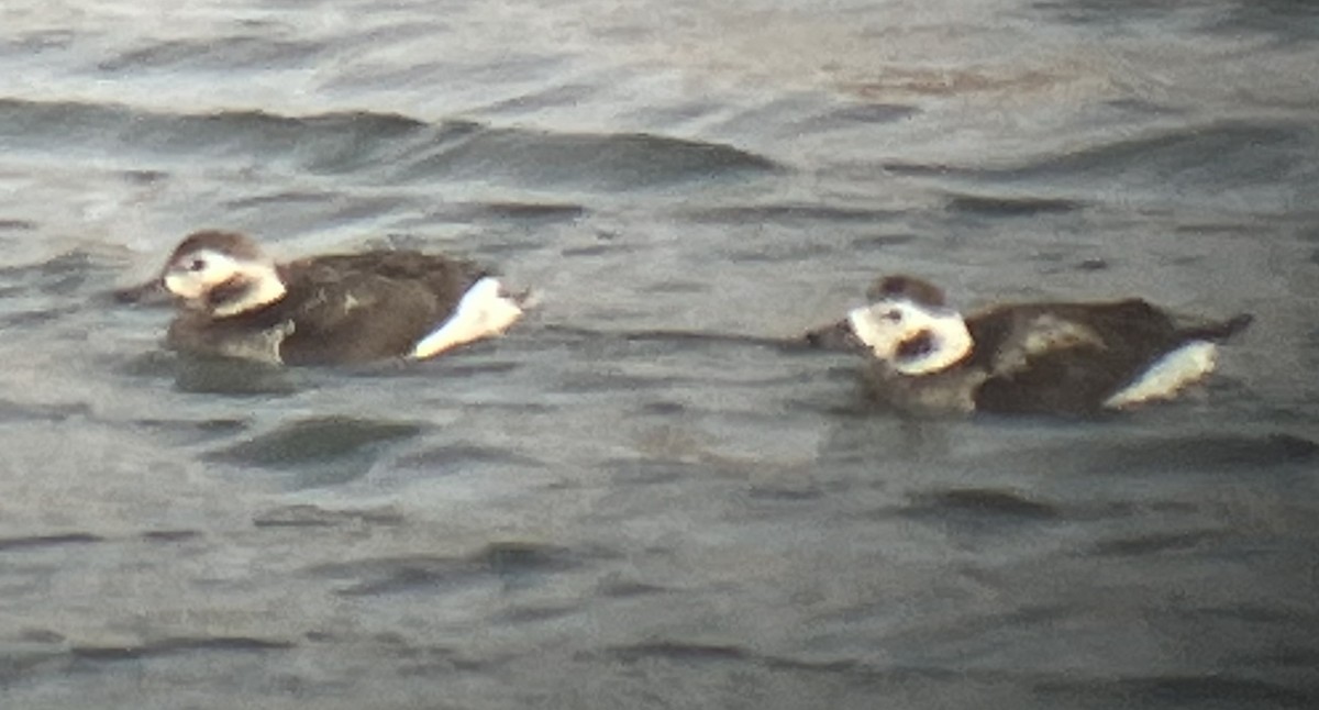 Long-tailed Duck - ML531955561