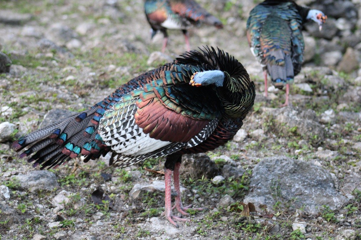 Ocellated Turkey - ML531955821