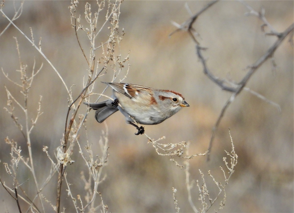 American Tree Sparrow - ML531955911