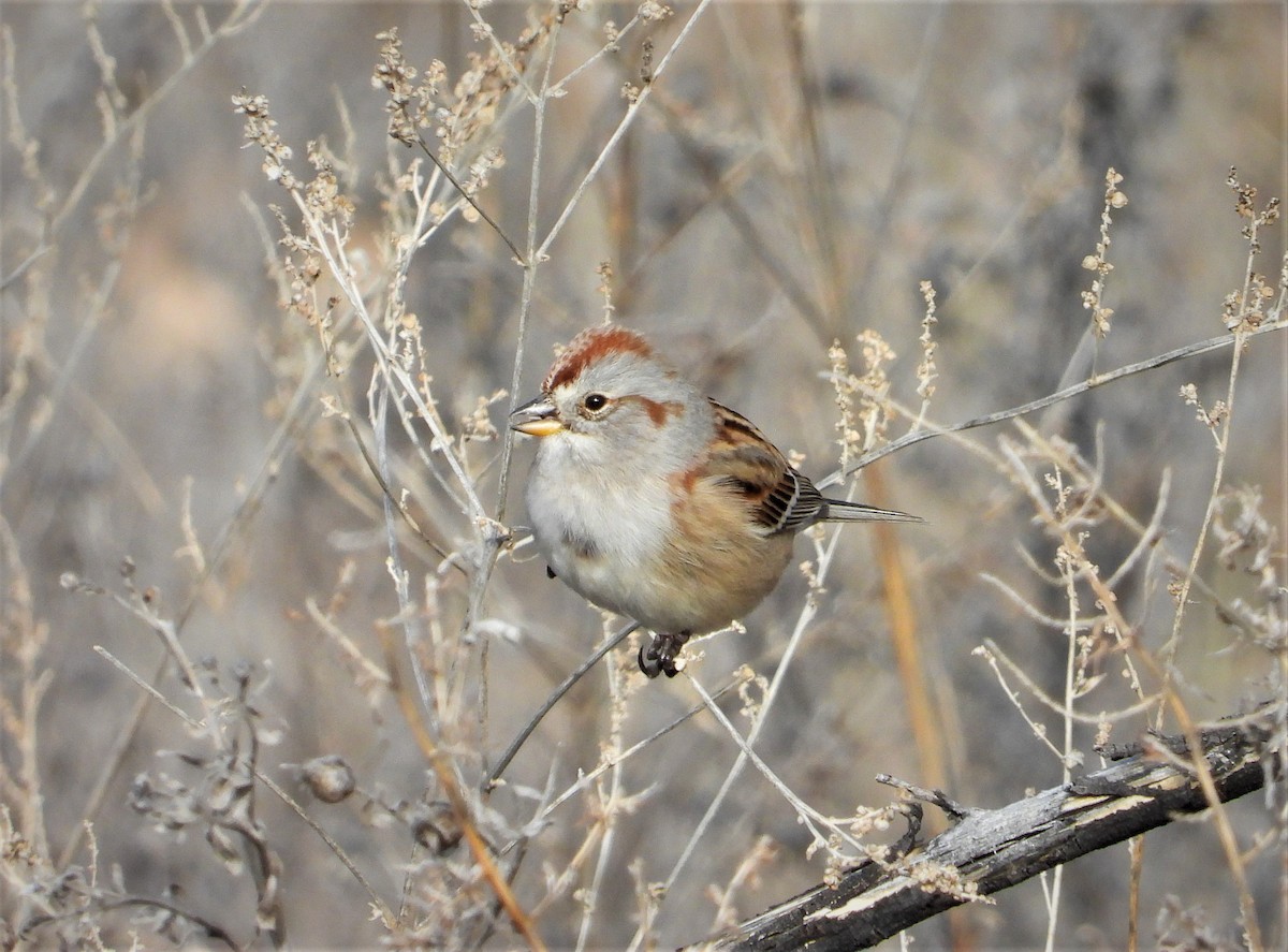 American Tree Sparrow - ML531955921