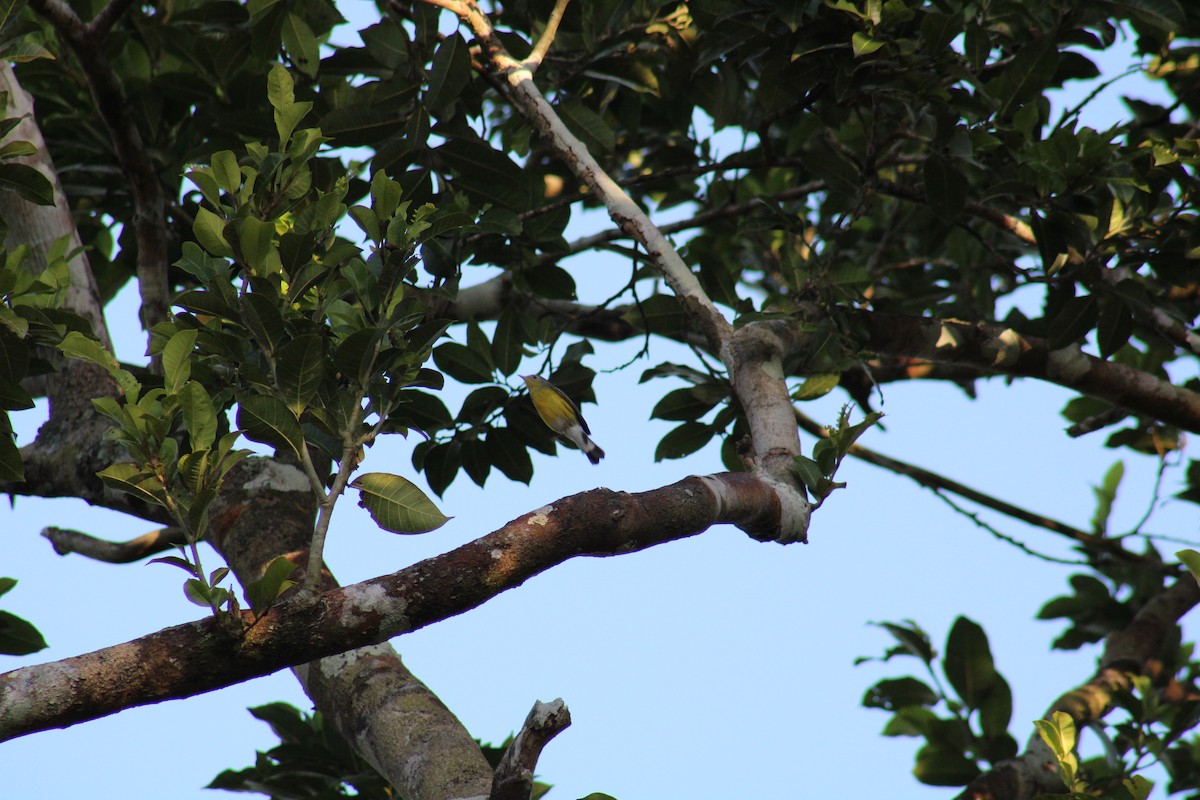 Magnolia Warbler - ML531956591