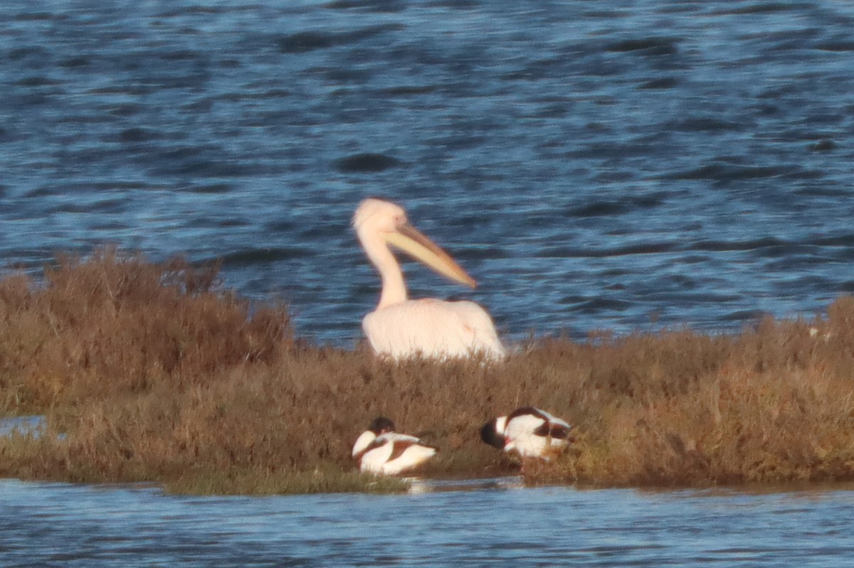 Great White Pelican - ML531956681