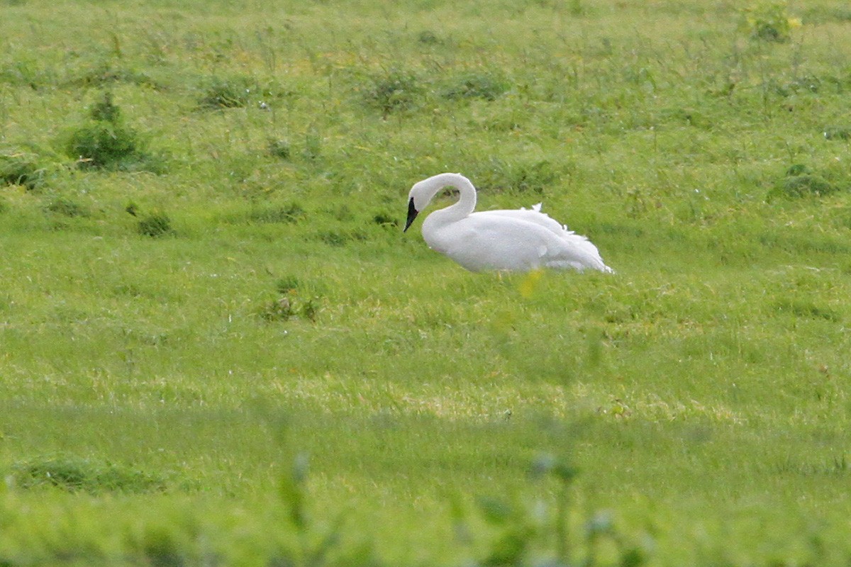 Trumpeter Swan - ML531956881