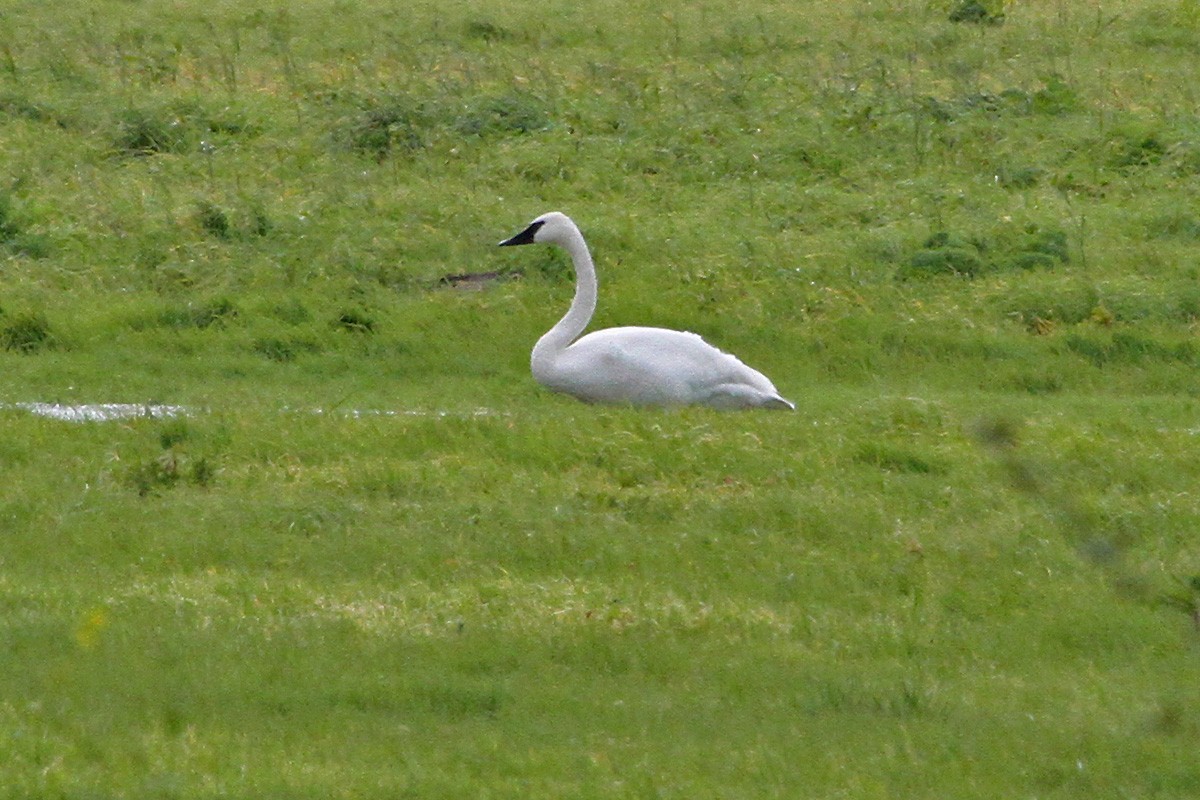 Trumpeter Swan - ML531956891