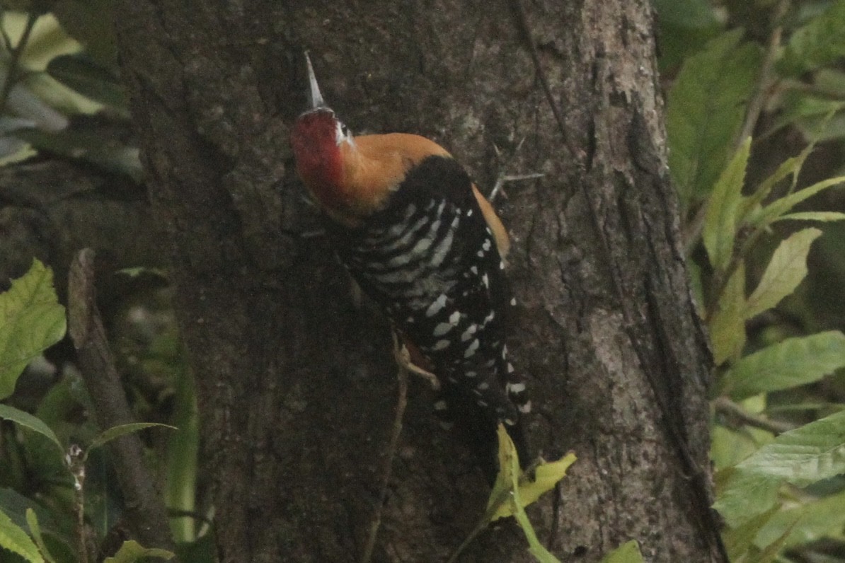 Rufous-bellied Woodpecker - ML531958201