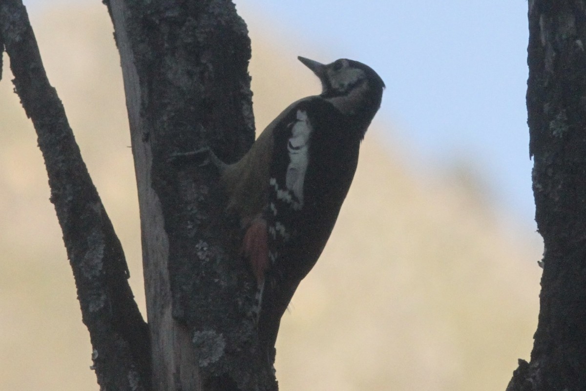 Himalayan Woodpecker - Vikas Madhav Nagarajan
