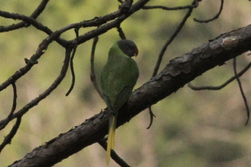 Slaty-headed Parakeet - ML531958411