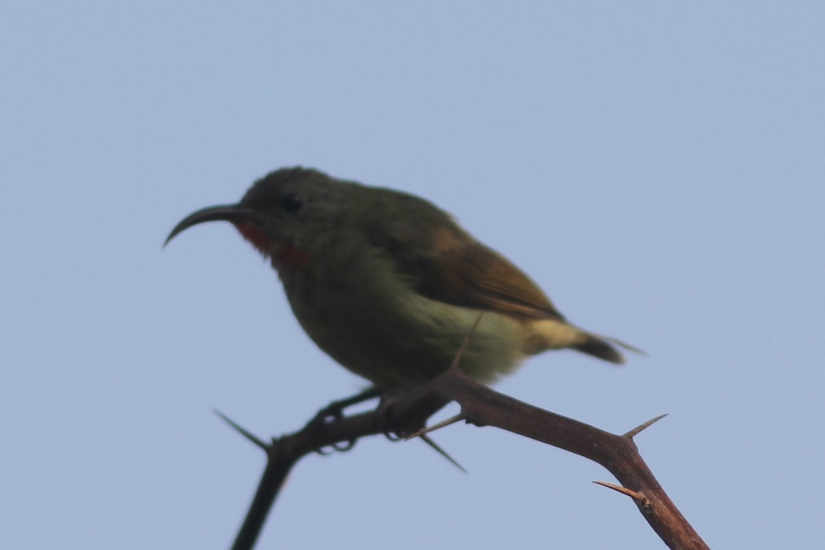 Crimson Sunbird - ML531958481