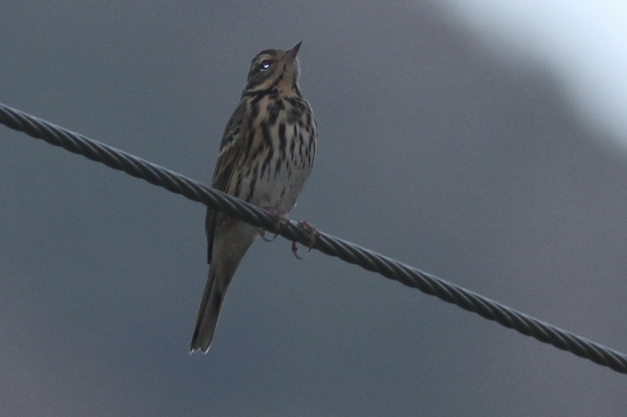 Rosy Pipit - ML531958571